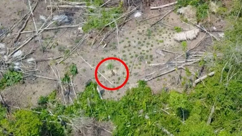 Izolowane plemiona i kultura