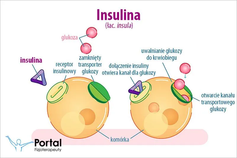 Odkrycie i historia insuliny